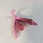 Clitoris